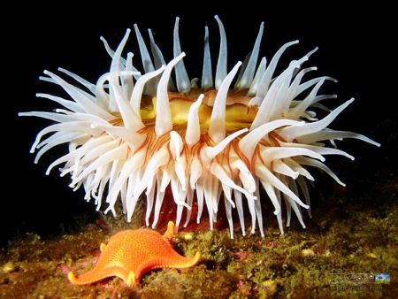 عکس شقایق دریایی sea anemone image